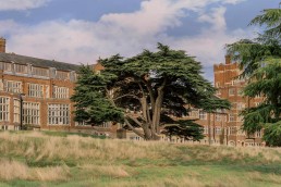 Birch Selsdon in Croydon, South-East London