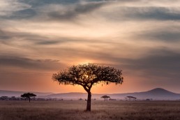 Marriott International Serengeti Landscape